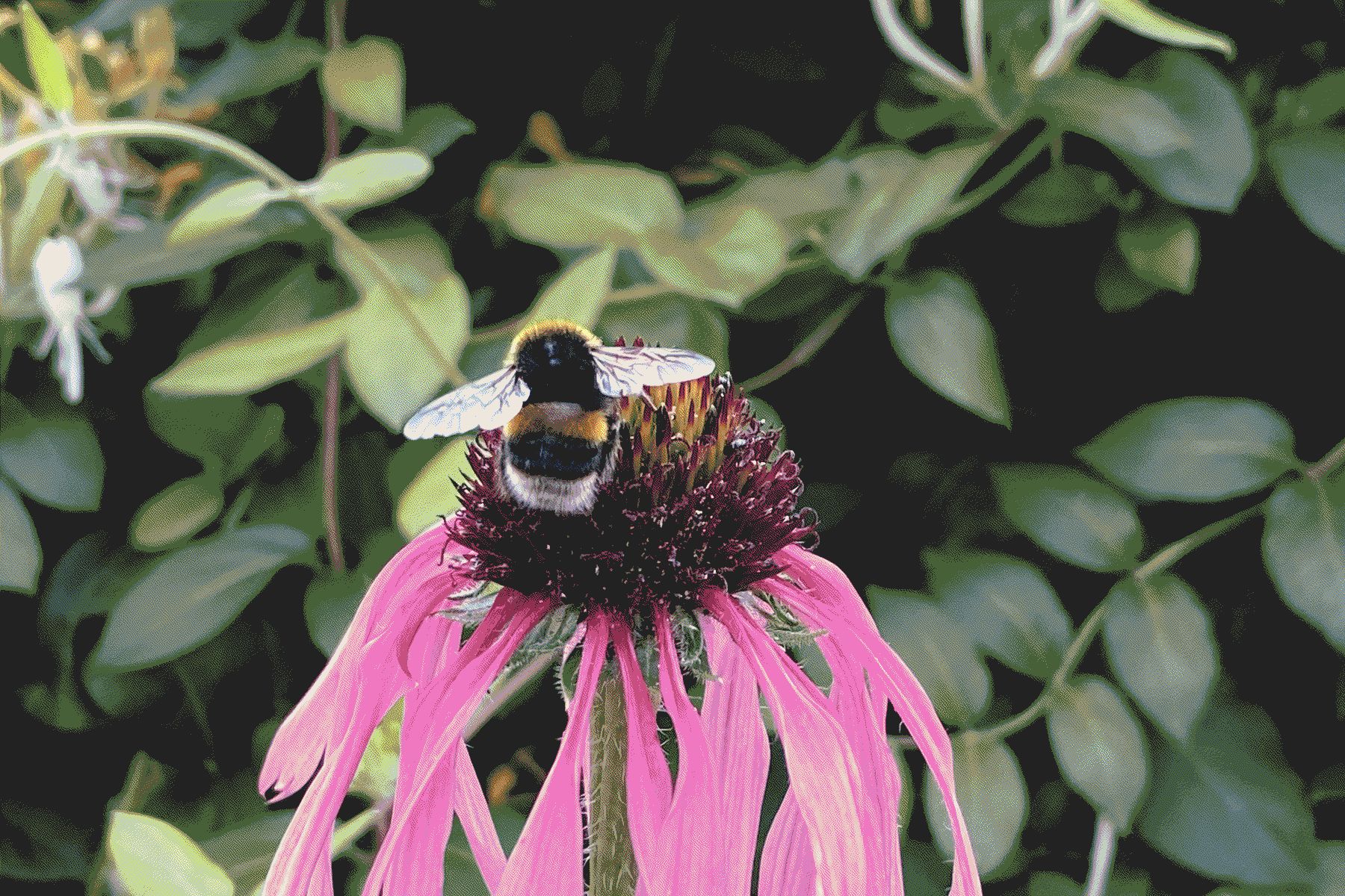 A close up of a bumblebee perched on top of a pink flower head with green foliage in the background.