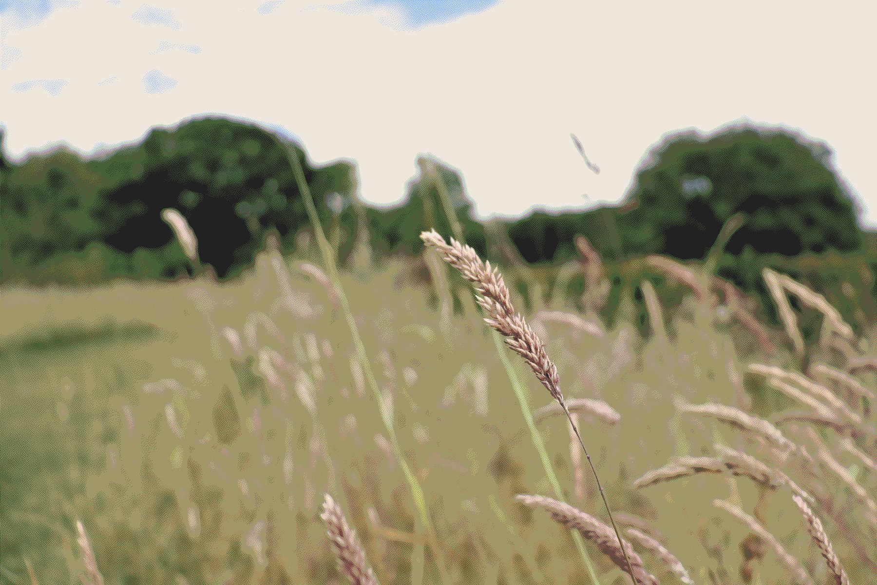 View of a grass meadow with a single grass flower head focused with the rest of the background out of focus.